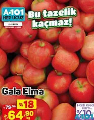 GALA ELMA KG